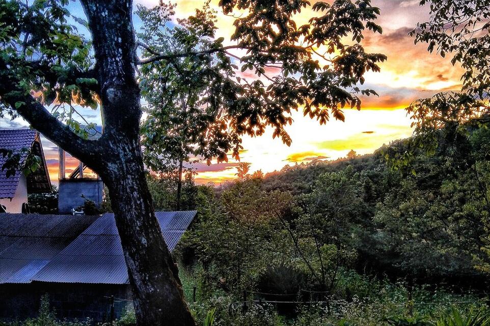 房前屋后什么树好,屋后有一棵大树好不好