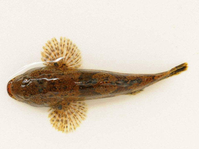 即将消失的四种河鲜,即将消失的5种农村河鲜