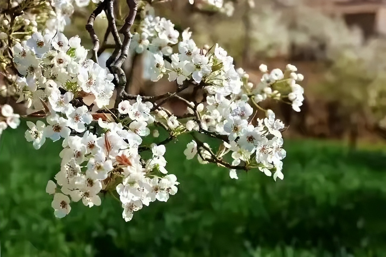 过故人庄孟浩然古诗赏析简单,诗词欣赏孟浩然过故人庄