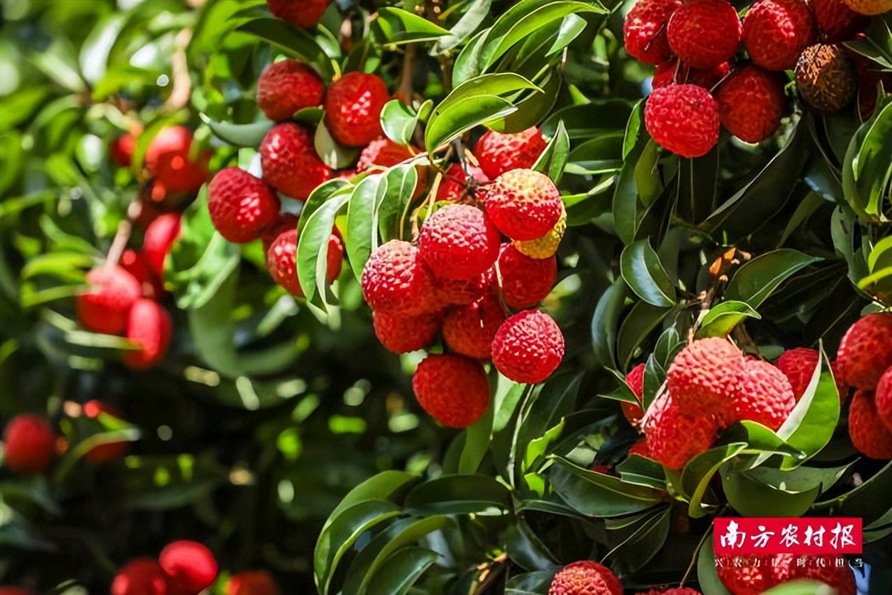 涔℃潙鎸叴浠庡寲鑽旀灊,宀崡鑽旀灊涔℃潙鎸叴