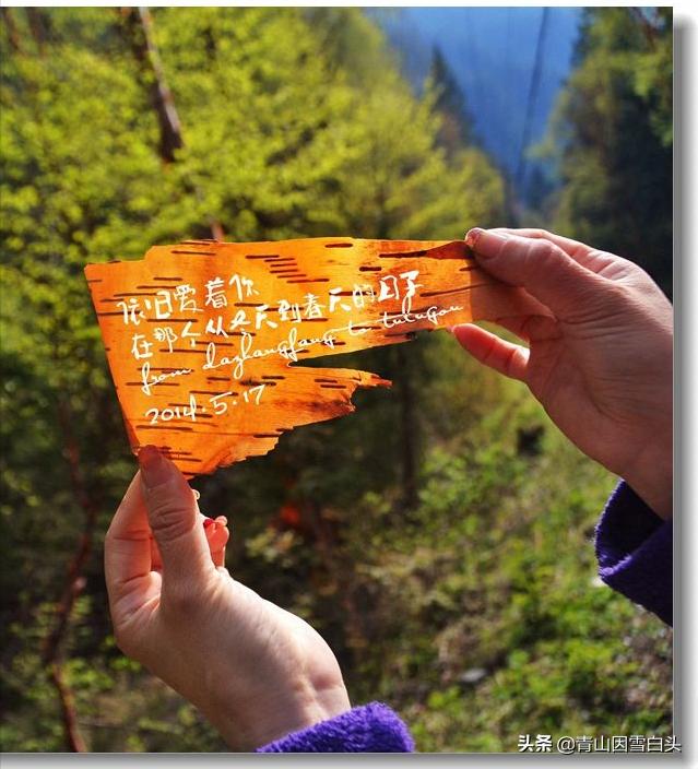 林地种植什么树种好且赚钱多,荒山种什么树收益最快