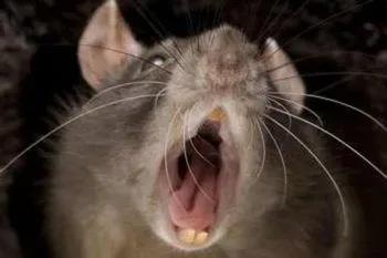 床上吃东西老鼠把耳朵咬掉了,睡觉被老鼠咬下巴