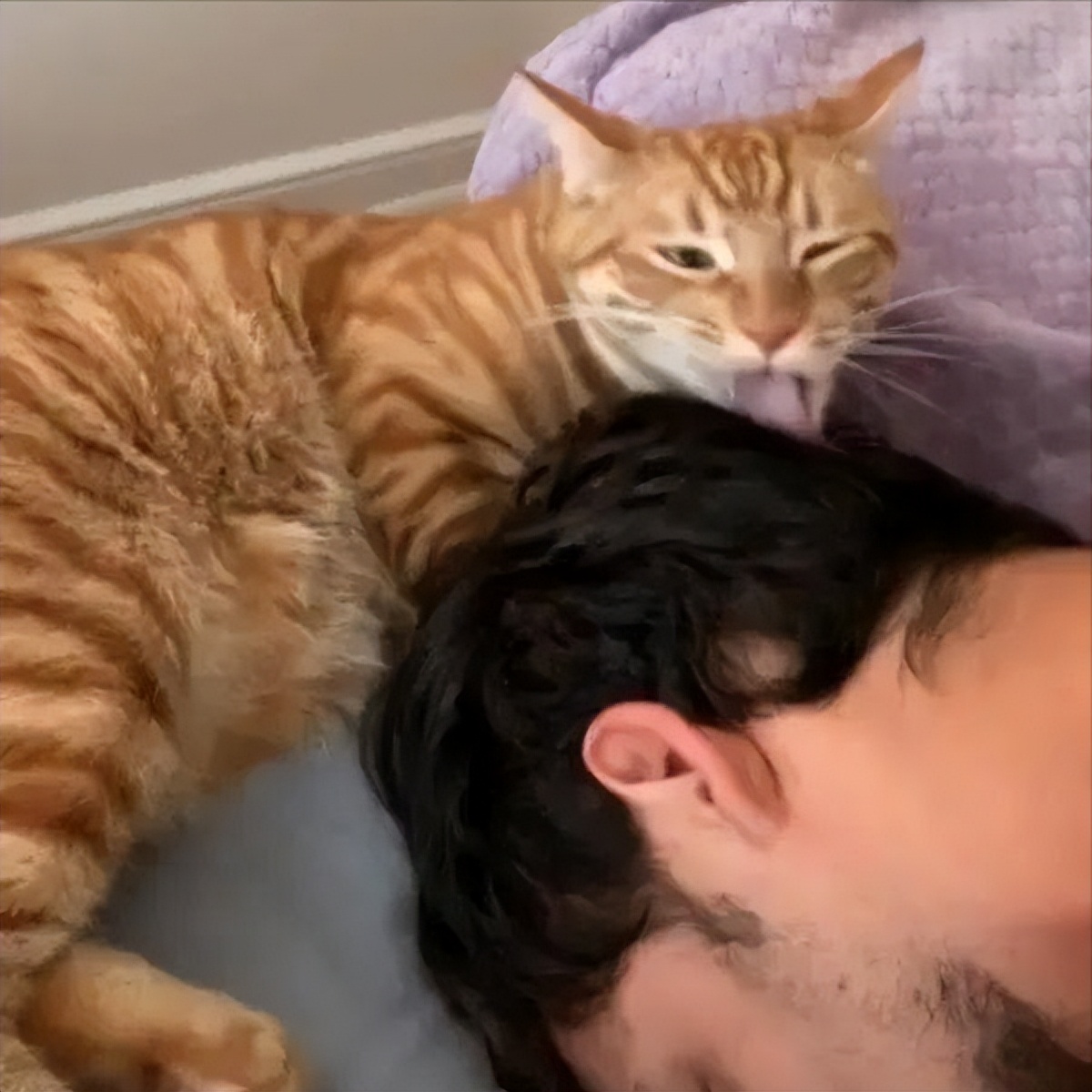 橘猫为什么一直粘着你,橘猫喜欢主人有哪几种表现