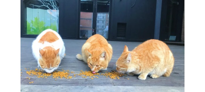 蚂蚁王国疯狂动物城,疯狂动物城初级版