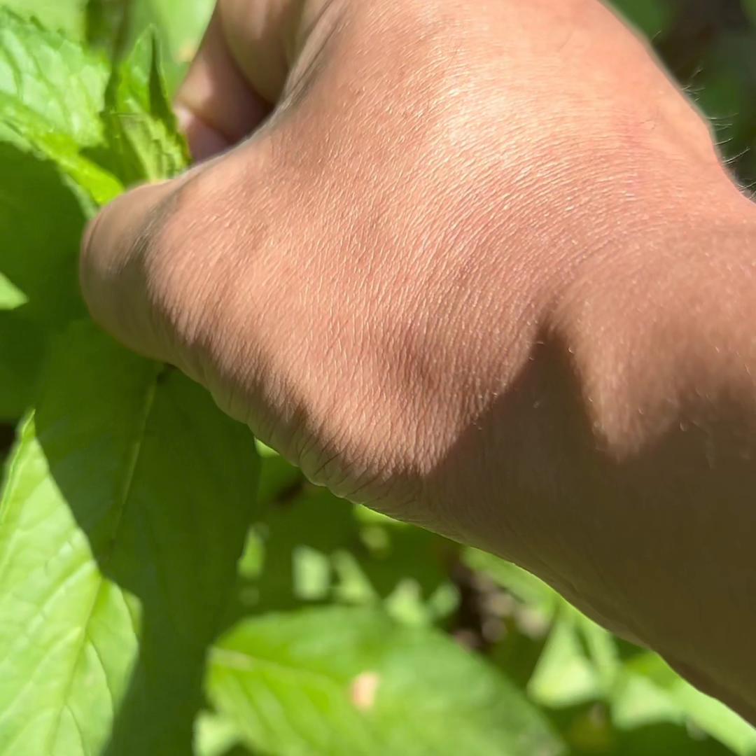 炎炎夏日、薄荷泡熟普