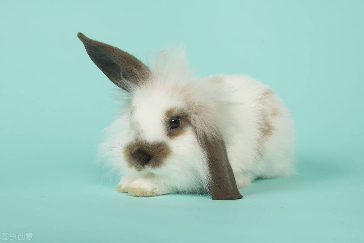 兔子流泪有眼屎怎么处理,兔子流泪是啥样子的