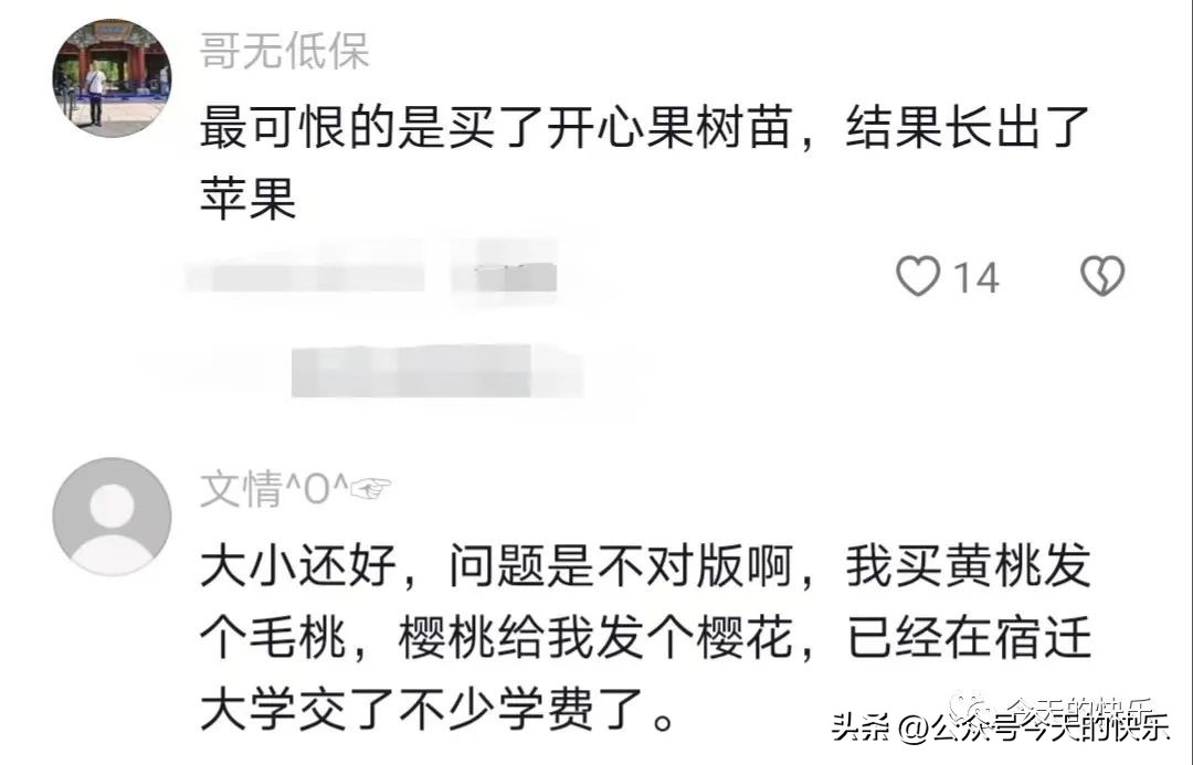 买车厘子树苗搞笑视频,车厘子搞笑段子
