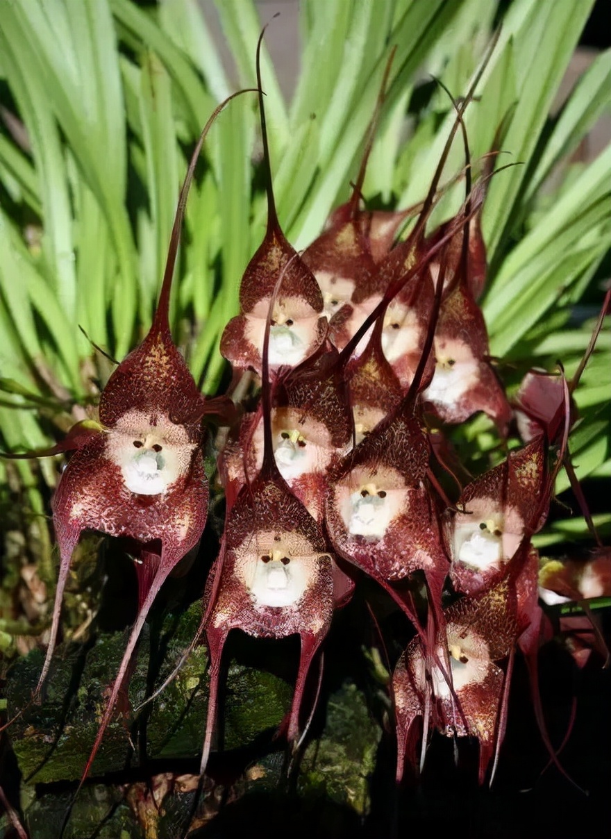 什么兰是最流行的兰花呢,兰花中哪个品种最好看又好养