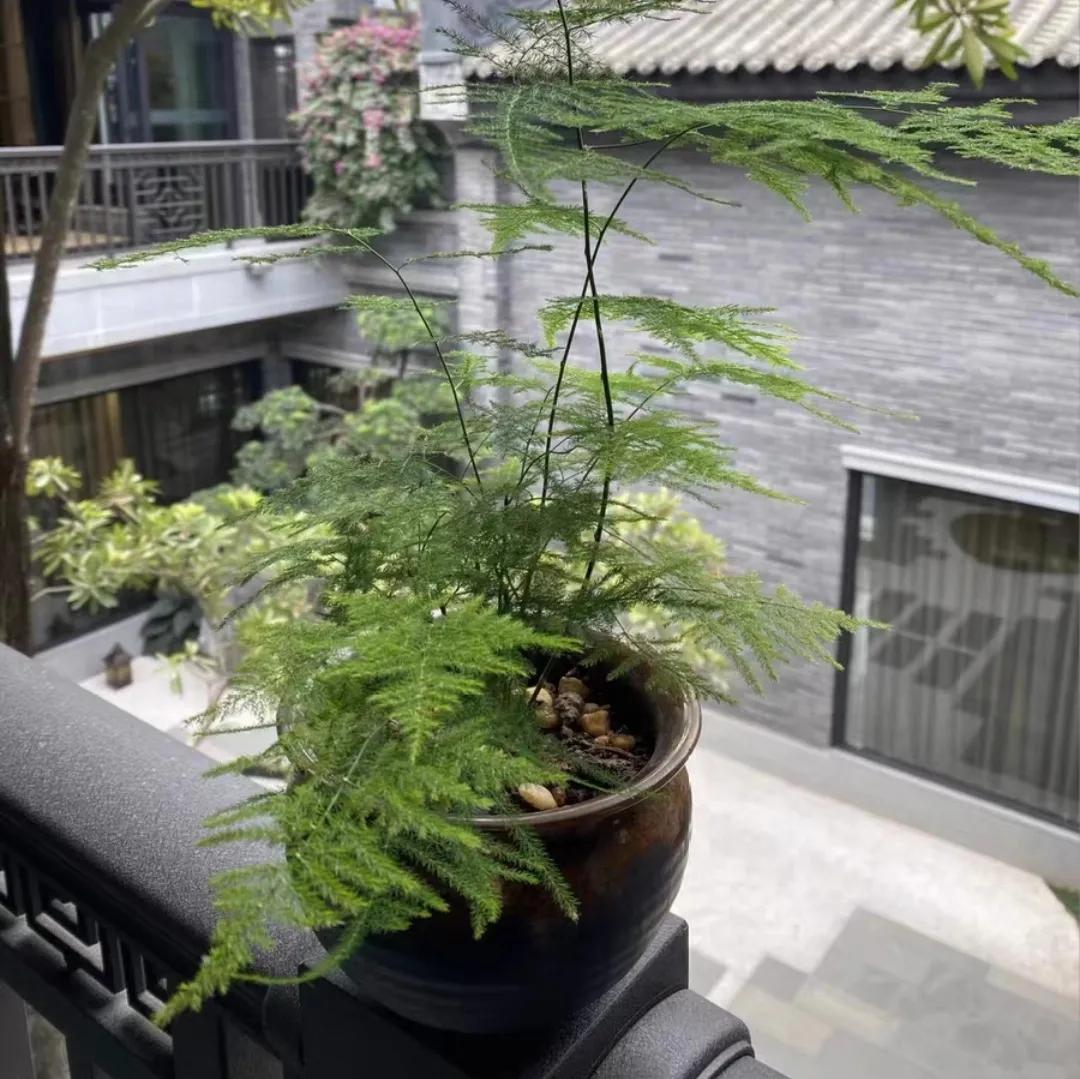 适合桌面养的小盆栽,好看的桌面花卉盆栽