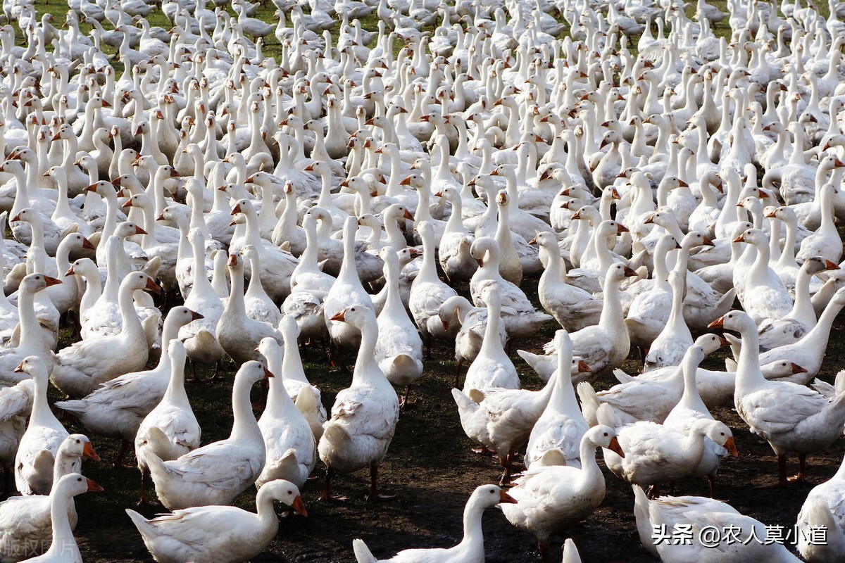 新手搞养殖是养羊还是养牛,养羊和养牛哪个更适合年轻创业