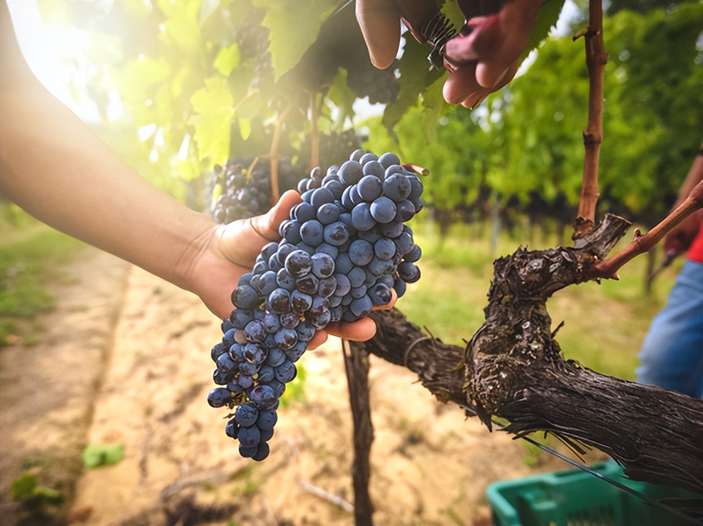 想知道最详细的意大利葡萄酒知识,你要知道的意大利葡萄酒基础知识