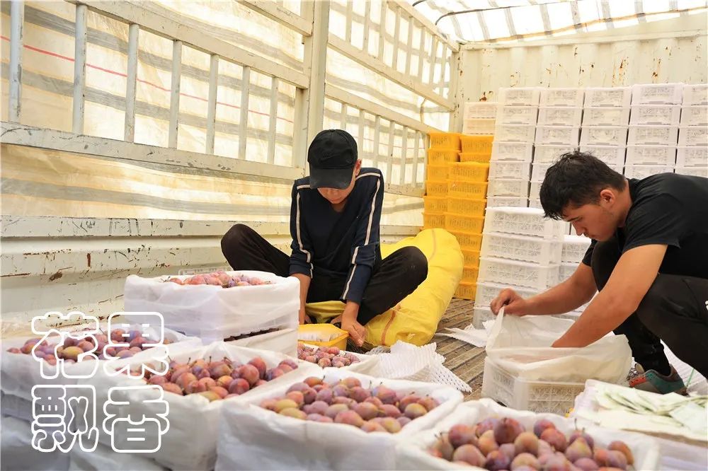 高潮过后，*疆新**西梅路向何方？