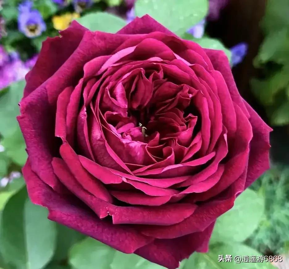 欧月皇宫深紫色月季花,月季花美图