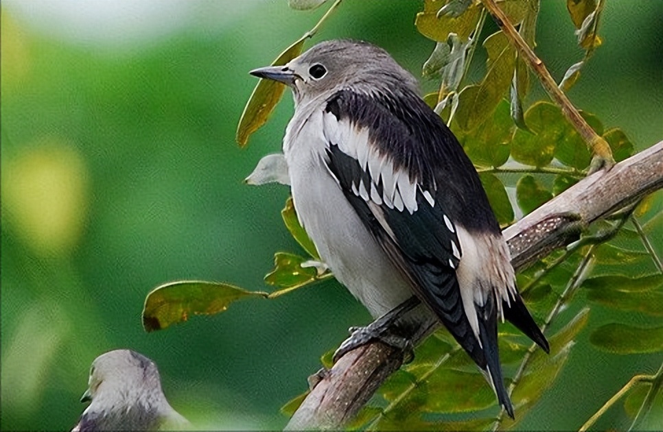 50张最佳鸟类摄影作品,鸟儿大全大图