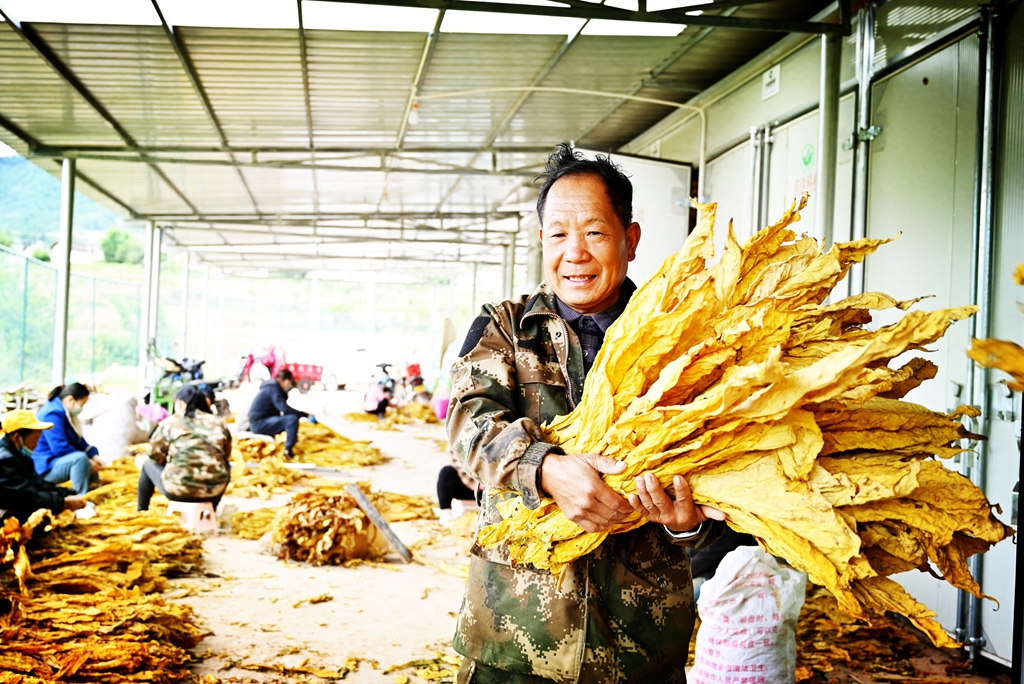 四川的烟叶收购价格 (烟叶收购四川)
