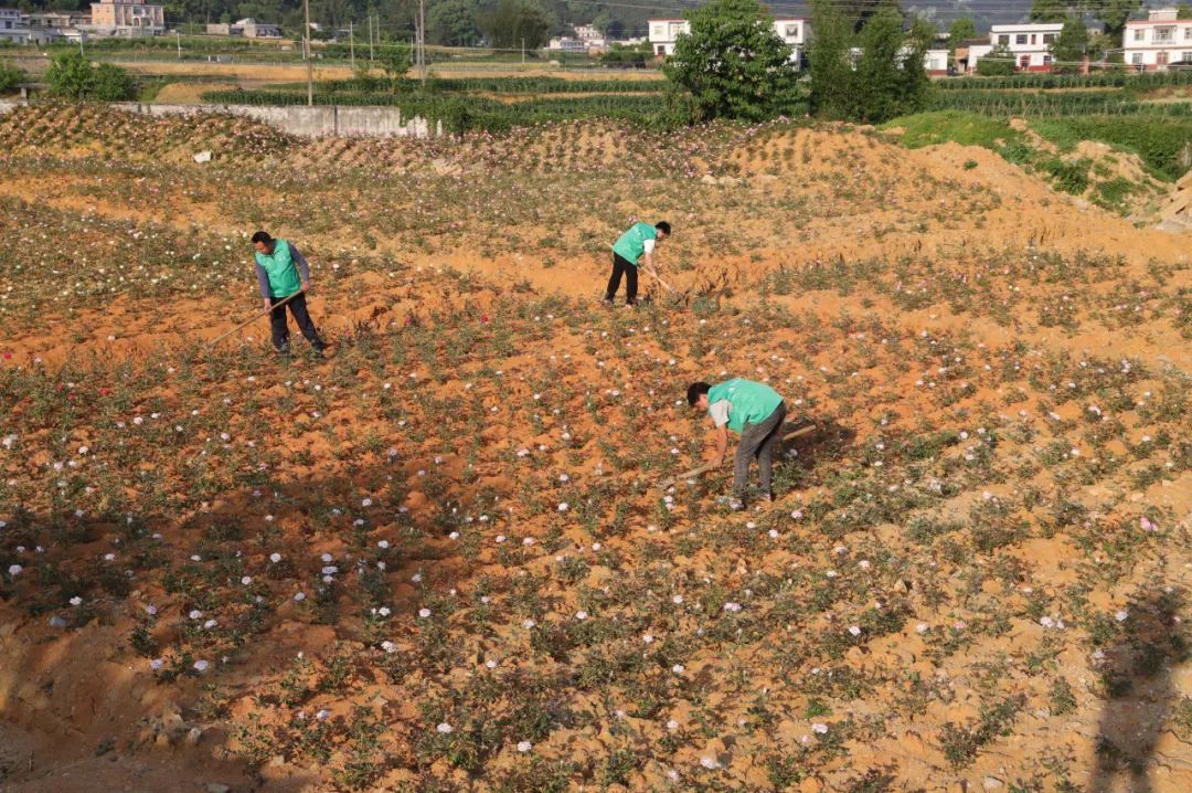 全国最大的玫瑰花种植基地,百万亩玫瑰花基地