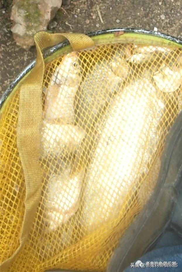 野钓谷香鲫鱼饵料,浓腥野钓饵料