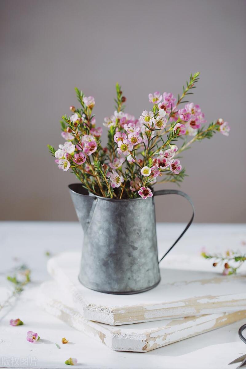 室内好养的绿植方形花盆,最难养的绿植客厅花盆推荐