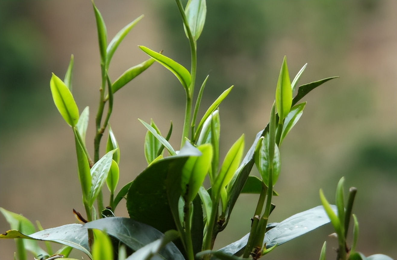 茶叶有保质期吗过了日期还能喝吗,茶叶保质期一般多久过期还能喝吗