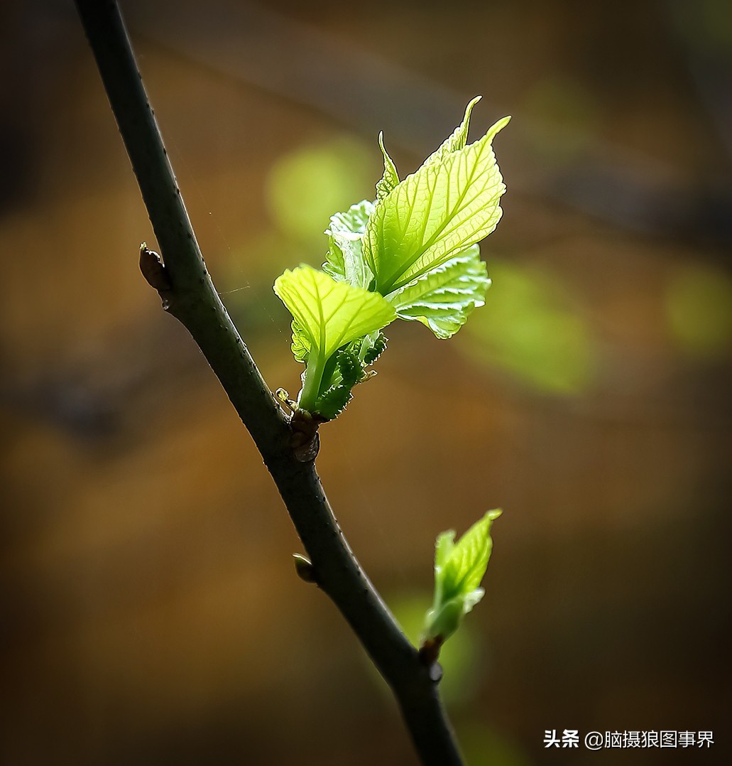 你拍的照片不够唯美,你拍的照片不清晰是怎么回事