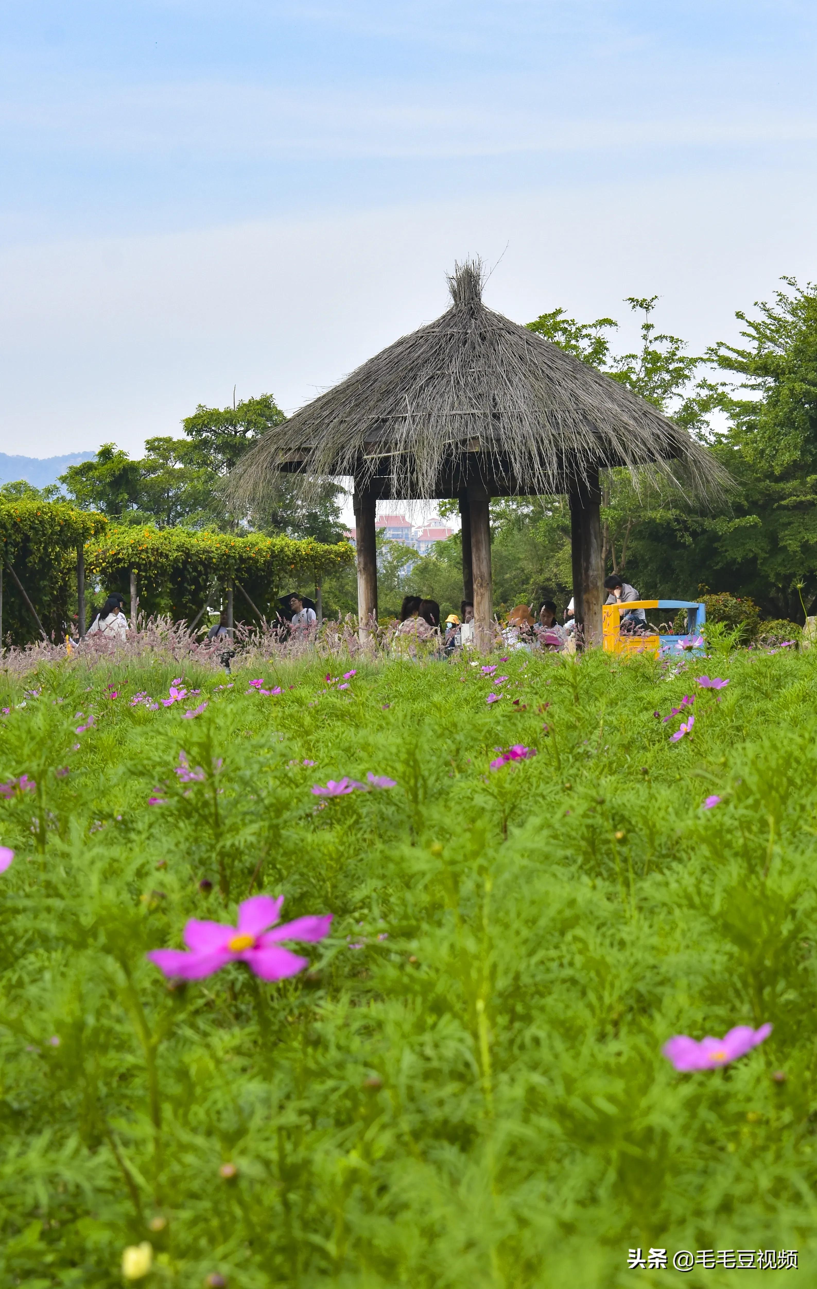 厦门适合初次约会的景点,厦门约会免费景点攻略图