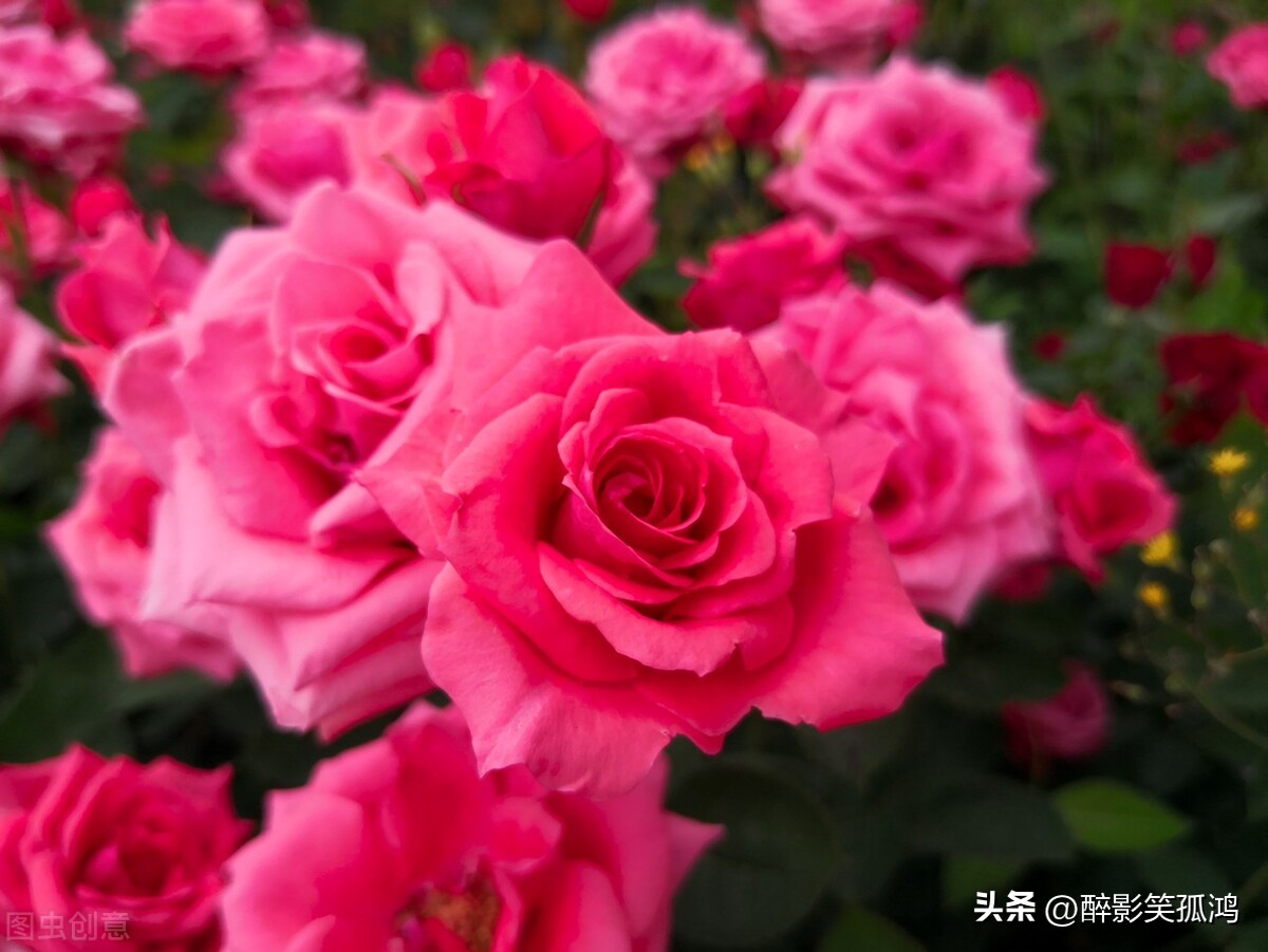 三年级上册语文花的学校重点讲解,三年级上册花的学校课文讲解重点