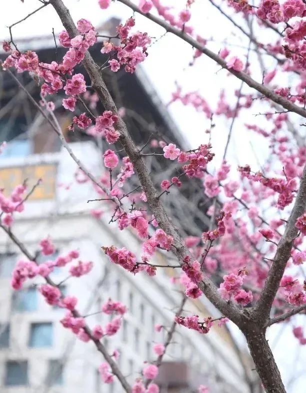 恋爱赏花没时间？四川这所高职专门放假7天过春天！谁羡慕我不说