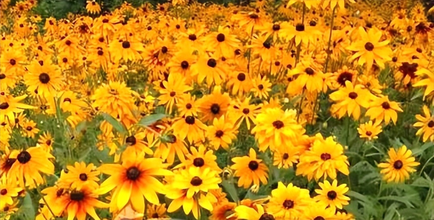 常觅春归不知处花田此地得逢君：栖云田园小镇·花间集