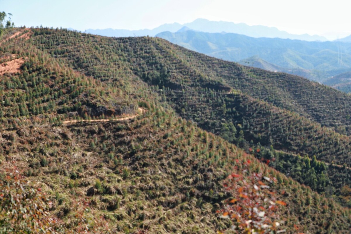 广西桉树影响,蒙眼狂奔完整视频