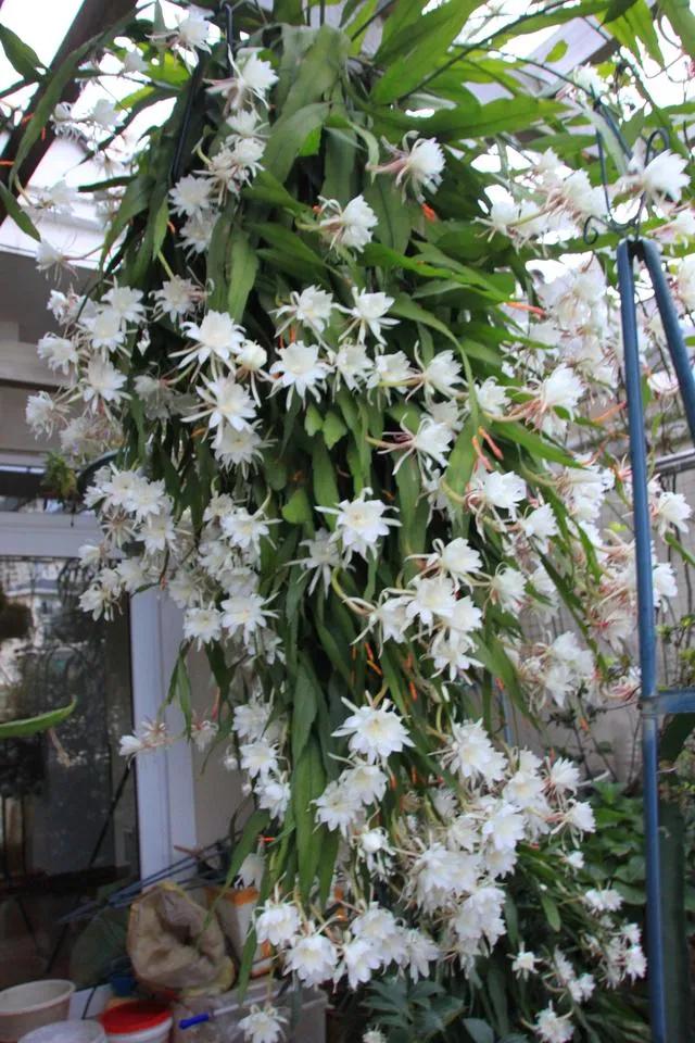 昙花这种花的特点是什么呢,昙花的奇特现象