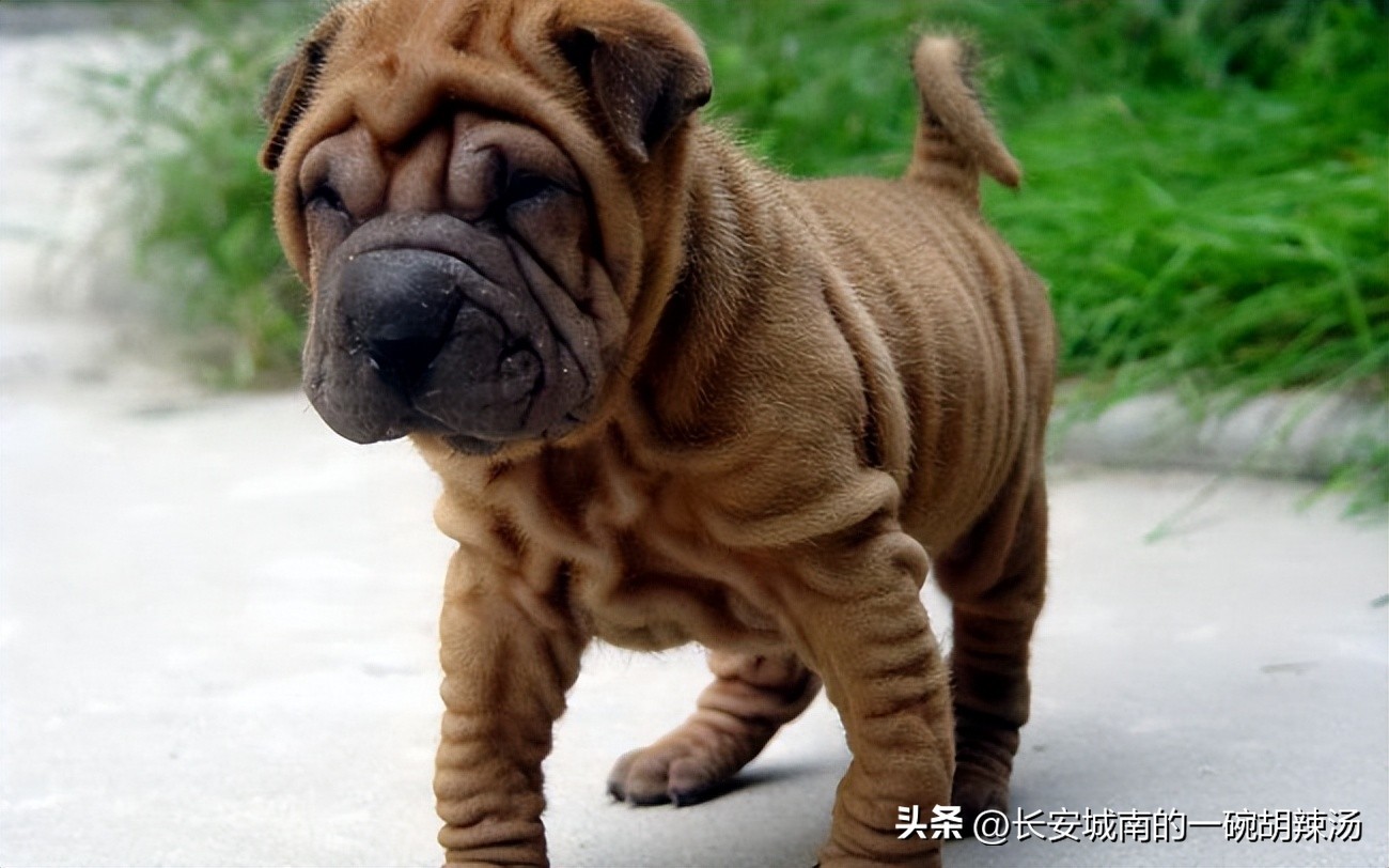 世界名犬大赛全程视频,世界名犬下司犬排名