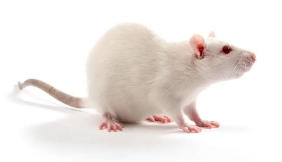 治疗阳痿的维生素,治疗阳痿缺哪种营养