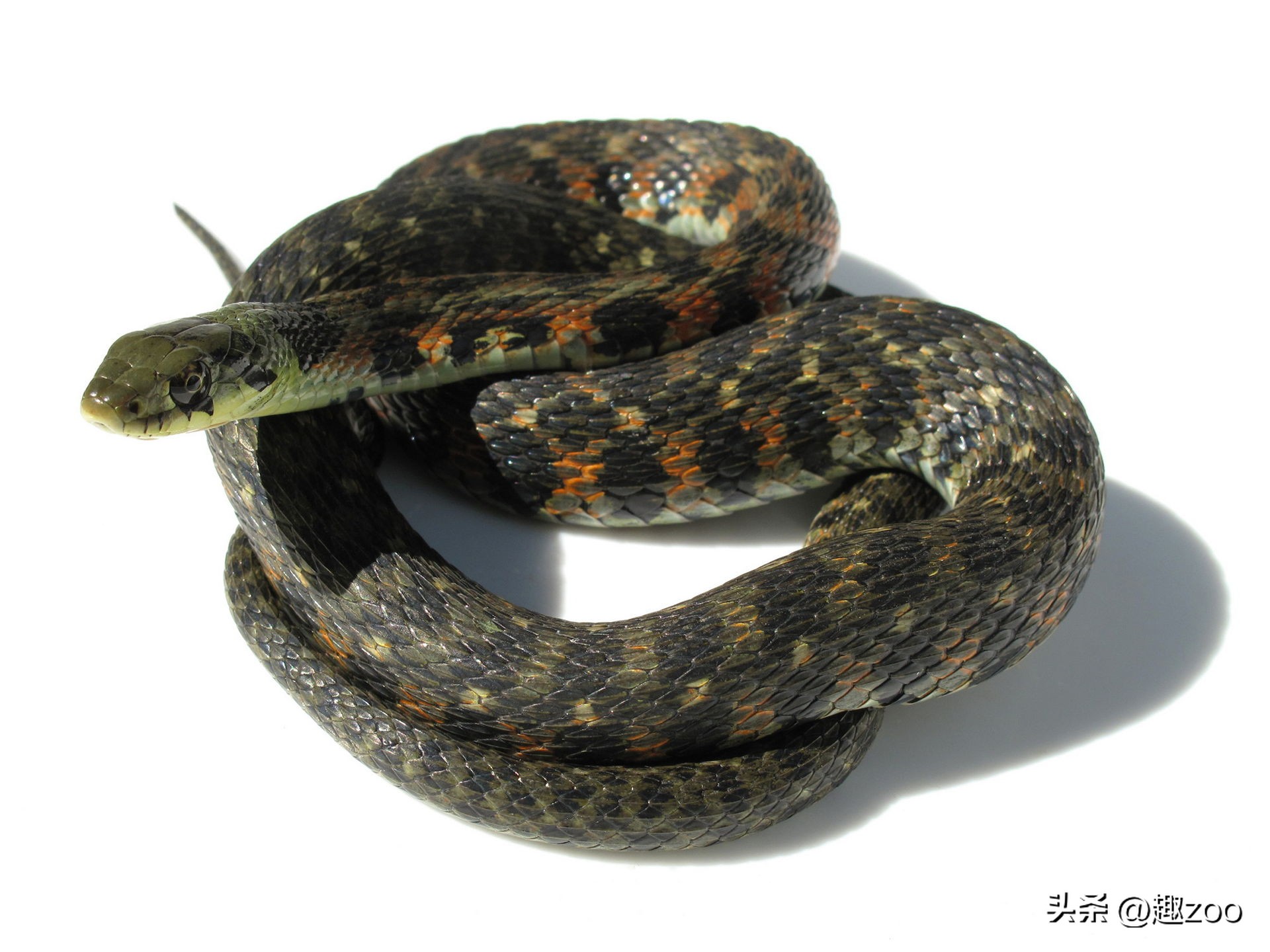 世界上的大蛇十大排名,中国十大蛇排行