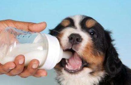 关于狗狗交配的几个“秘密”,你知道吗?