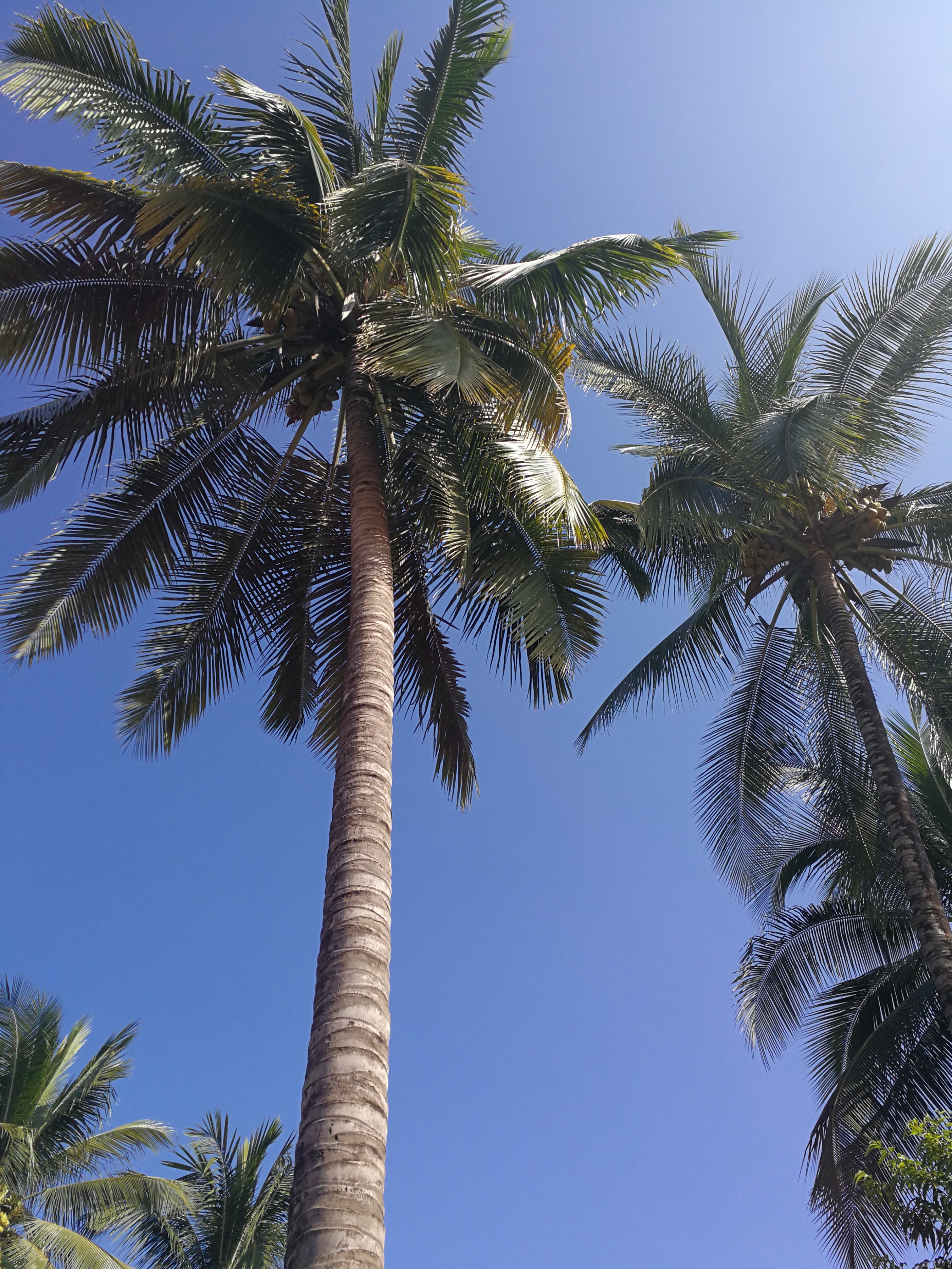 带大家走进美丽的西双版纳,带您走进美丽的西双版纳