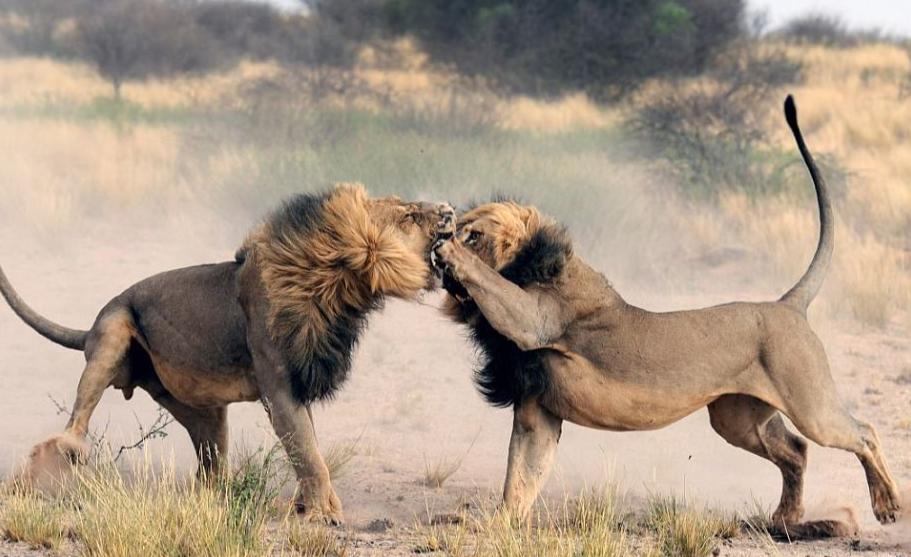 每天交尾可达50次！雄狮与雌狮交尾后，为什么会发生短暂打斗？