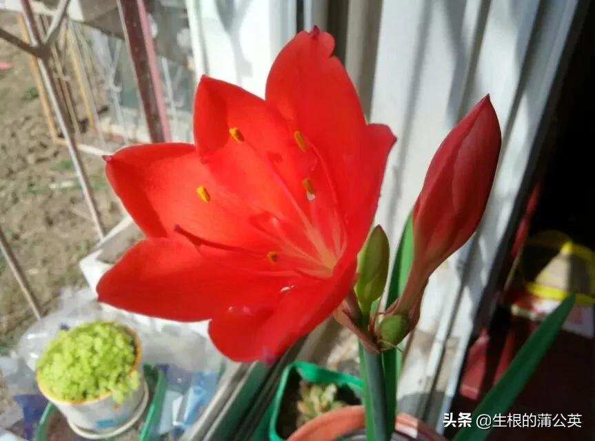 乔治百合品种,乔治百合花期多久