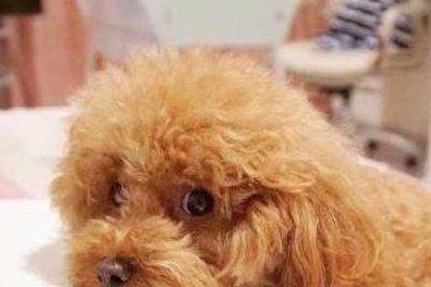 如何给泰迪狗清理肛腺,如何清理泰迪幼犬排泄腺