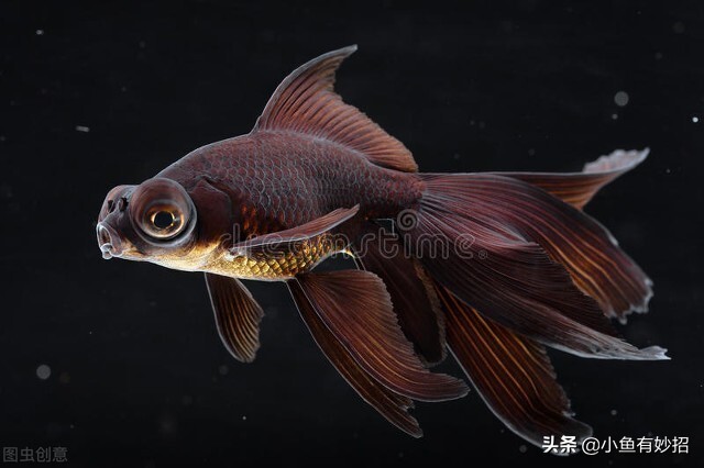 虎头金鱼饲养要领,金鱼的饲养方法教程图解