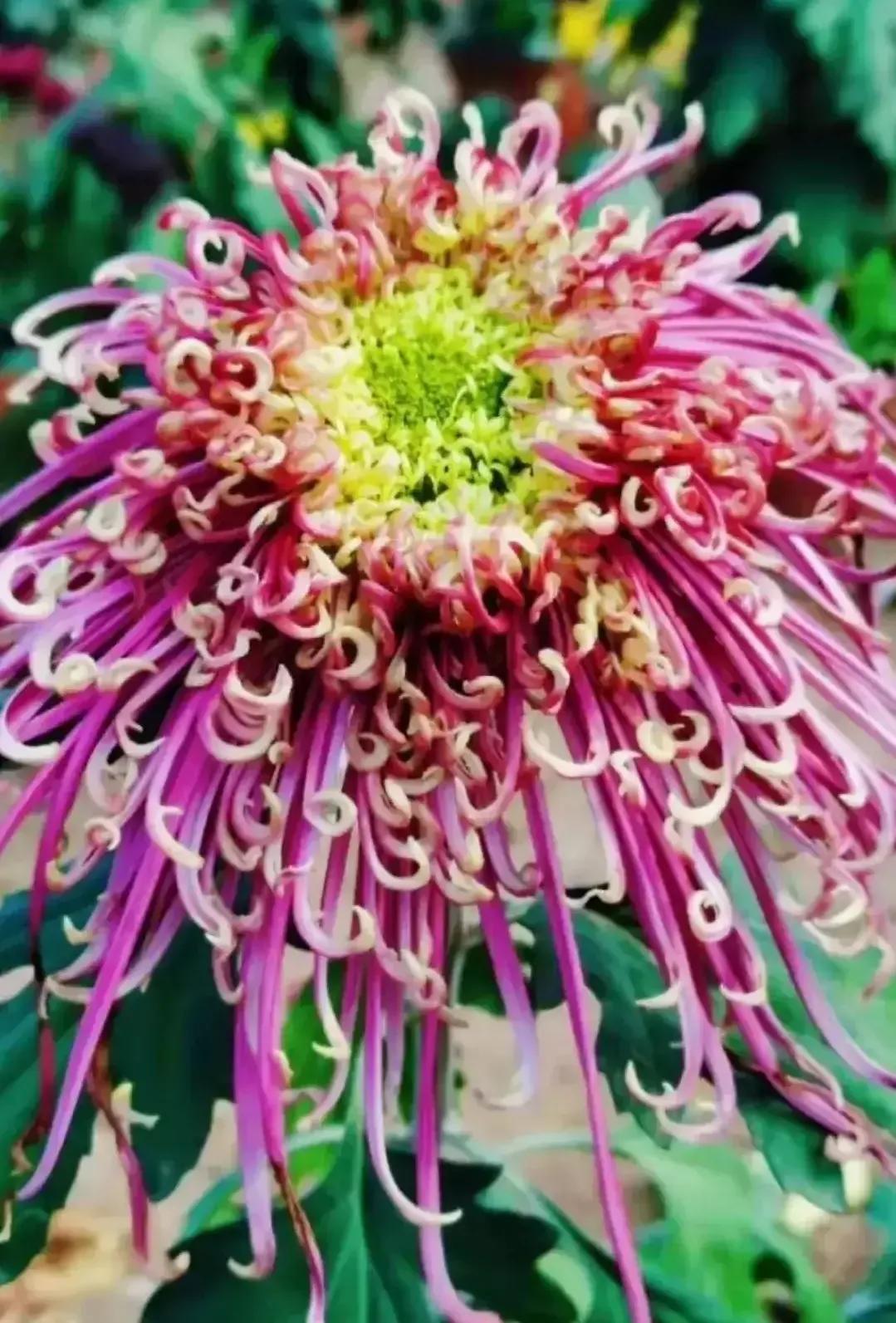 最最漂亮的金丝菊图片,美丽的金丝菊美图