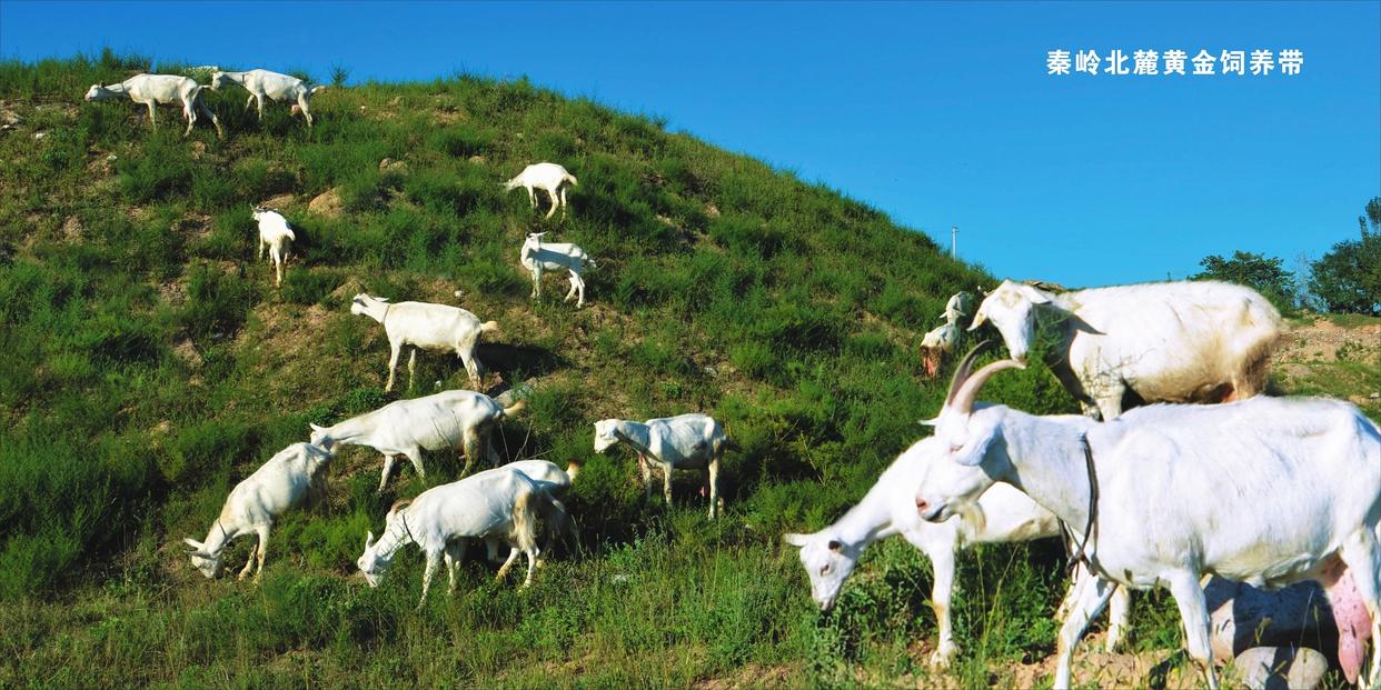 雅泰羊奶粉销量,雅泰羊奶粉盒装
