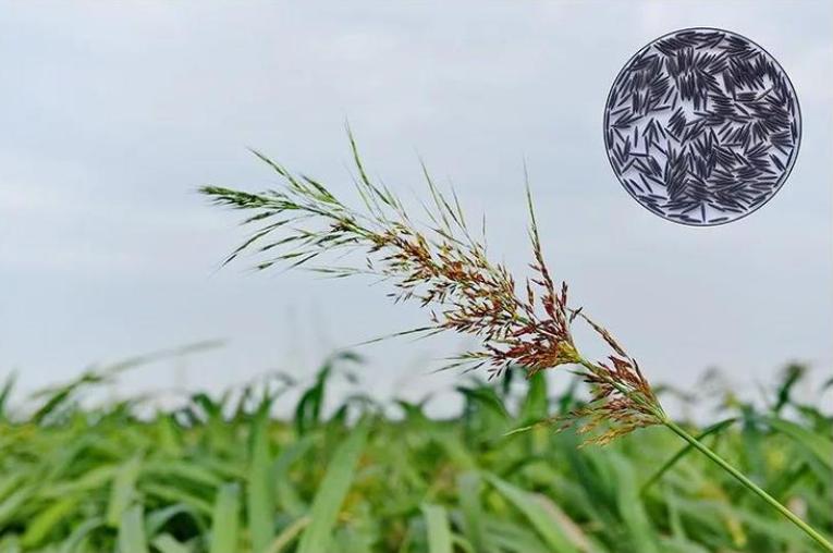 被中国人遗忘和淘汰了的“米弟米妹”，却被老外高价卖到了国内