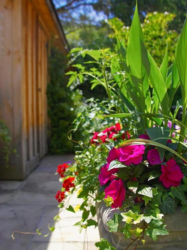 这10种花冬天最怕水越浇越死,5种花浇不死浇水越多长得越旺