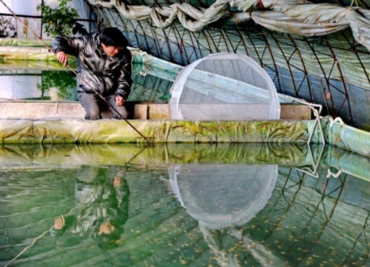 养殖观赏鱼做副业,养殖热带鱼致富