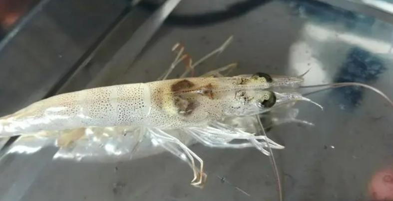 南美白对虾细菌感染和病毒感染,南美白对虾是否有新冠病毒