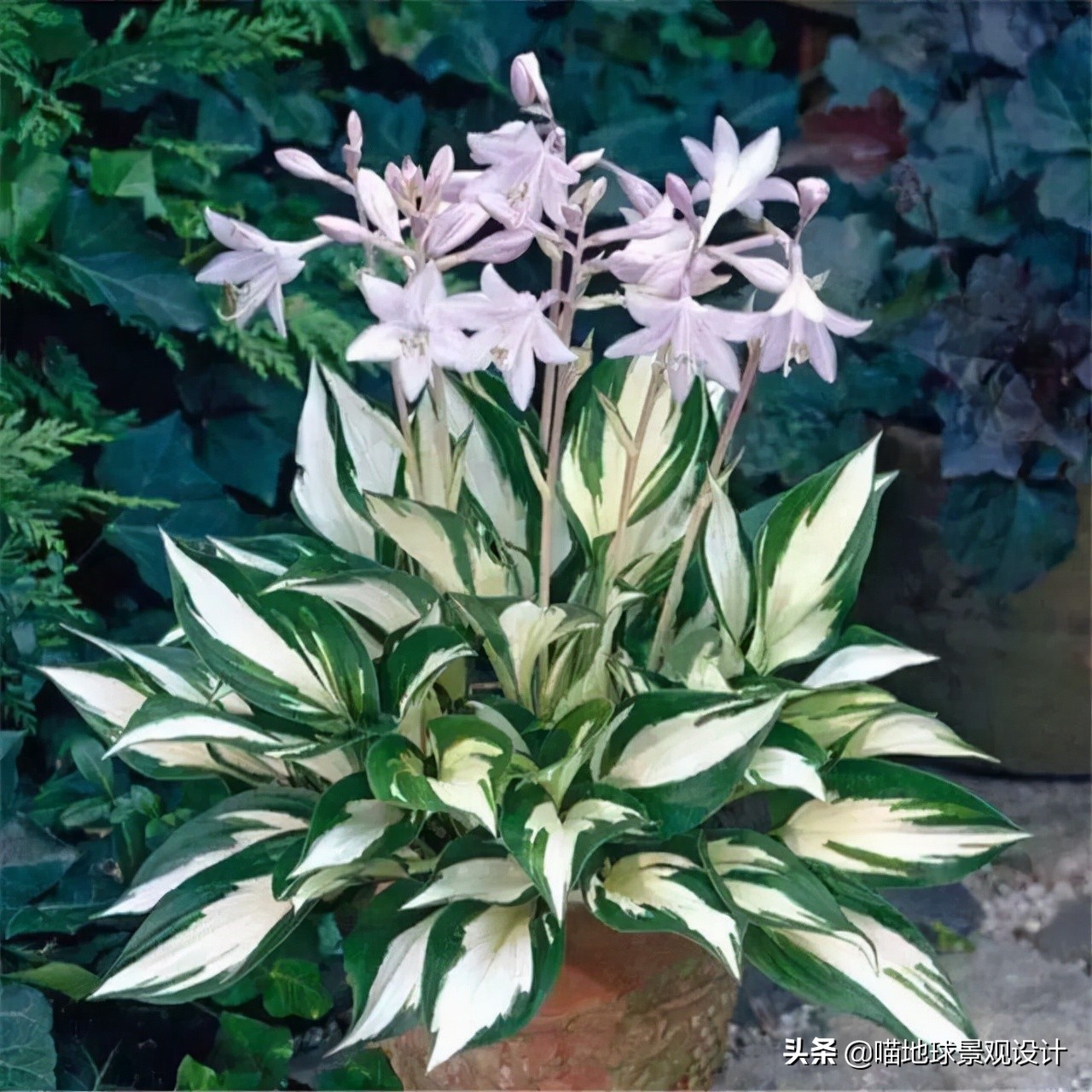 山东地区适合种植什么草皮,山东地区草坪