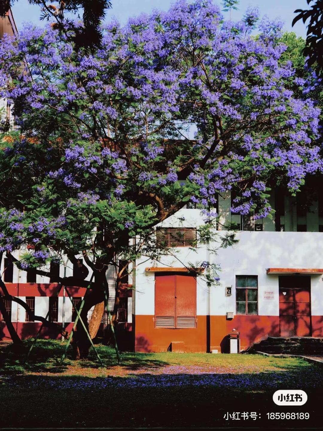 成都有哪些好玩的网红打卡地,成都网红打卡地最新旅游景点