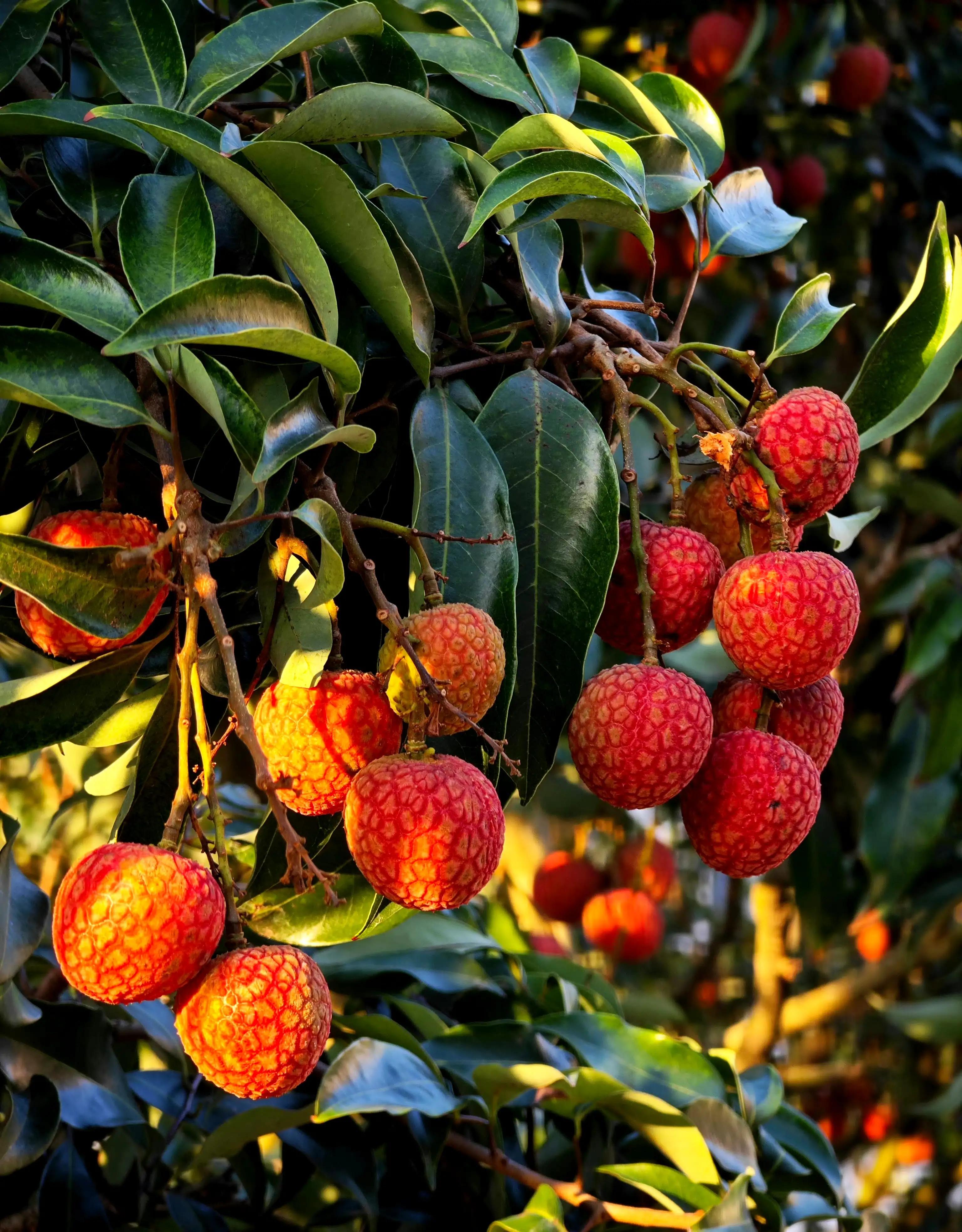 “水晶细嚼甜于蜜,满口生香玉露漙”,夏日里的荔枝又鲜又红又甜