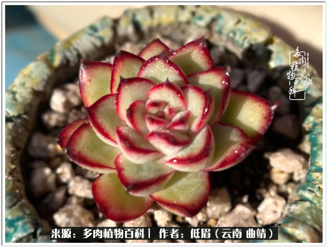 玉露多肉冬季分盆,玉露多肉怎样才能晶莹剔透