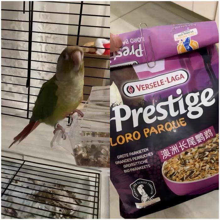 鹦鹉正常吃什么食物好养,鹦鹉饲养吃什么食物和饲料